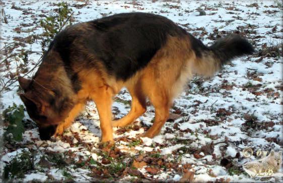 Altdeutsche schäferhündin 41239 Mönchengladbach Hunde zu verkaufen 6636