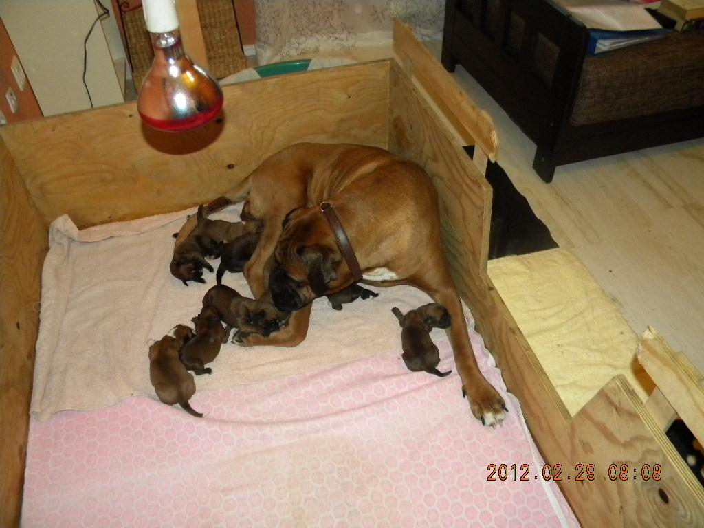 Boxer Welpen aus Hobbyzucht 47179 Duisburg Hunde zu verkaufen 10801