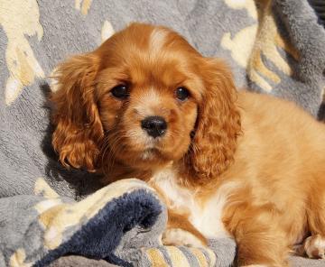 Biete Reinrassige Cavalier King Charles Welpen