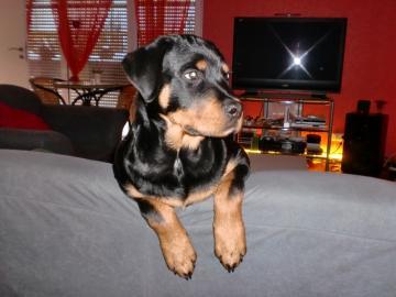 Biete Rottweiler