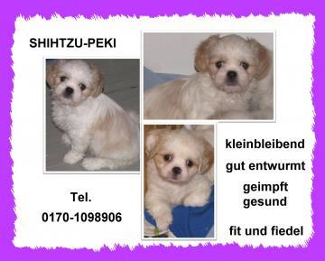 Biete Shih Tzu, Peki